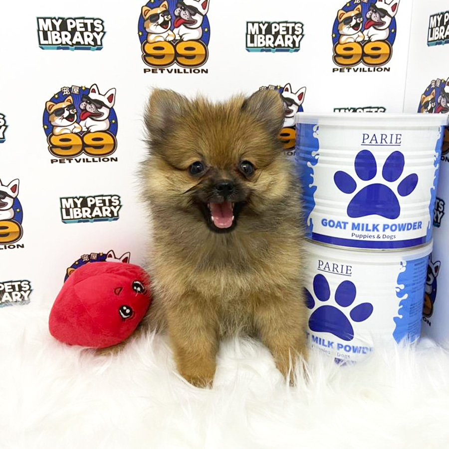 Pomeranian Puppy (Female) For Sale