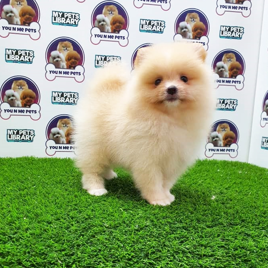 MKA Pomeranian Puppy (Female) For Sale