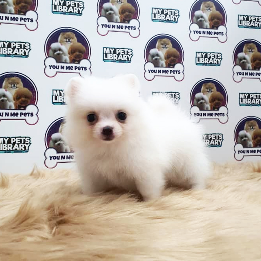MKA Pomeranian Puppy (Female) For Sale