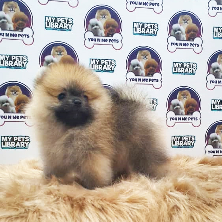 MKA Pomeranian Puppy (Male) For Sale