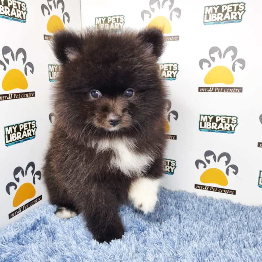 Pomeranian Puppy (Male) For Sale