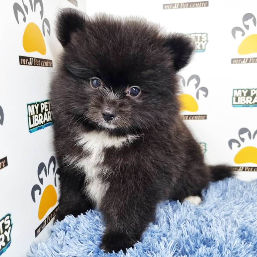 Pomeranian Puppy (Male) For Sale
