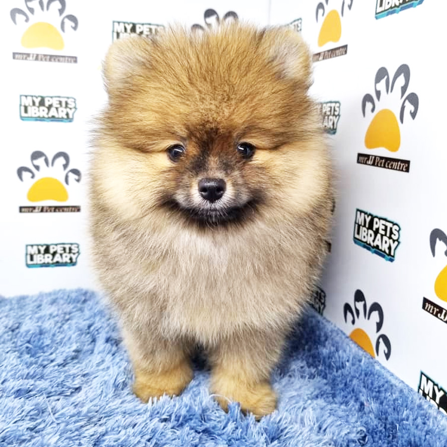 Pomeranian Puppy (Male) For Sale