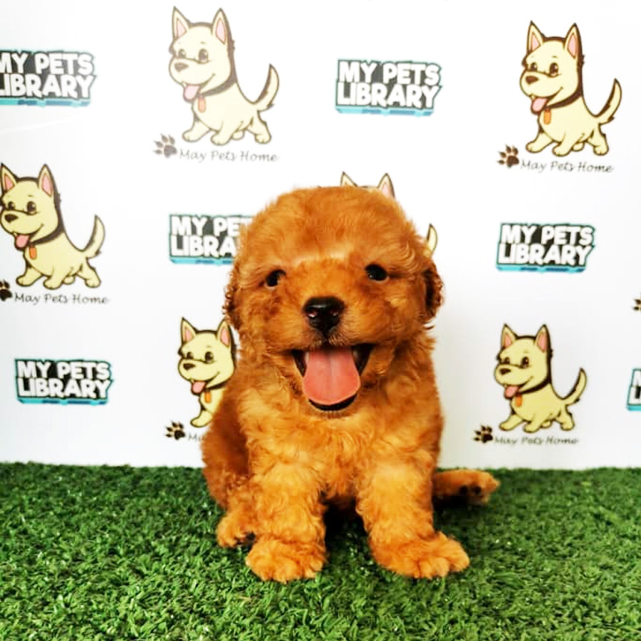 Tiny Poodle Puppy (Male) For Sale