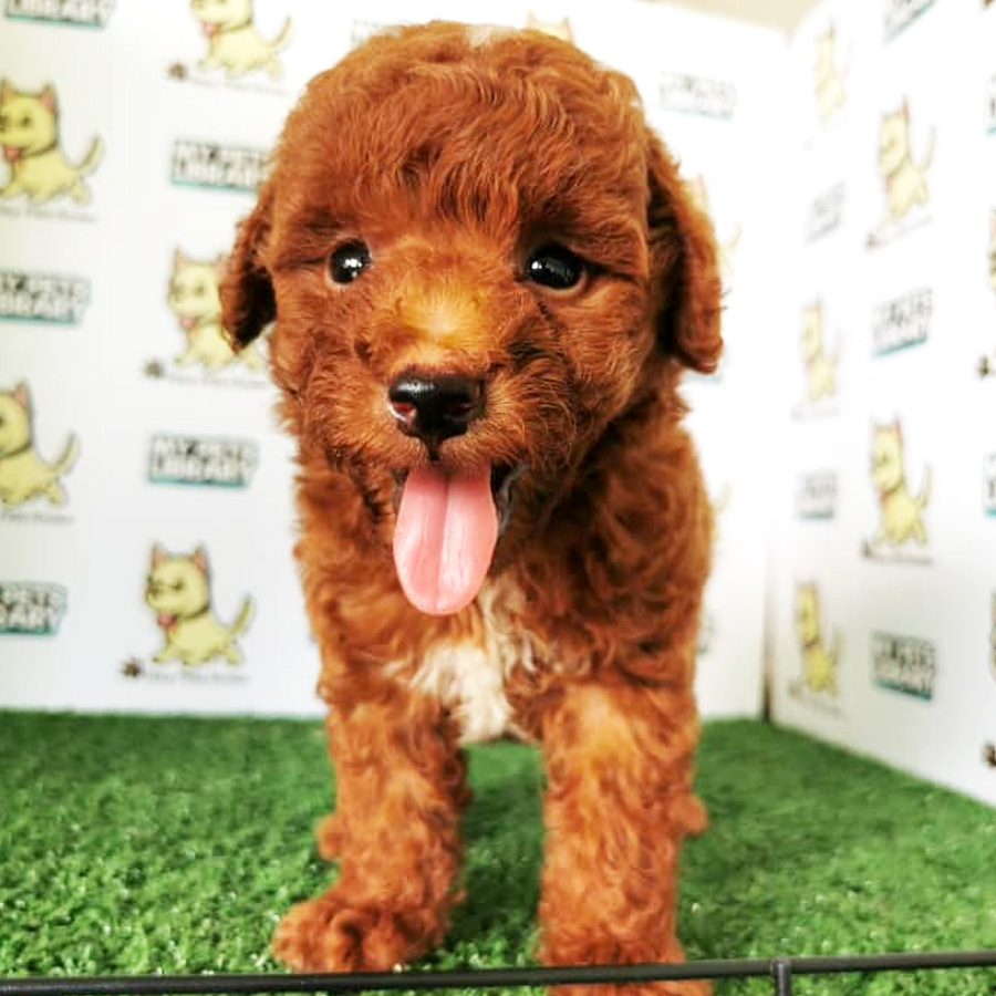 Toy Poodle Puppy (Male) For Sale