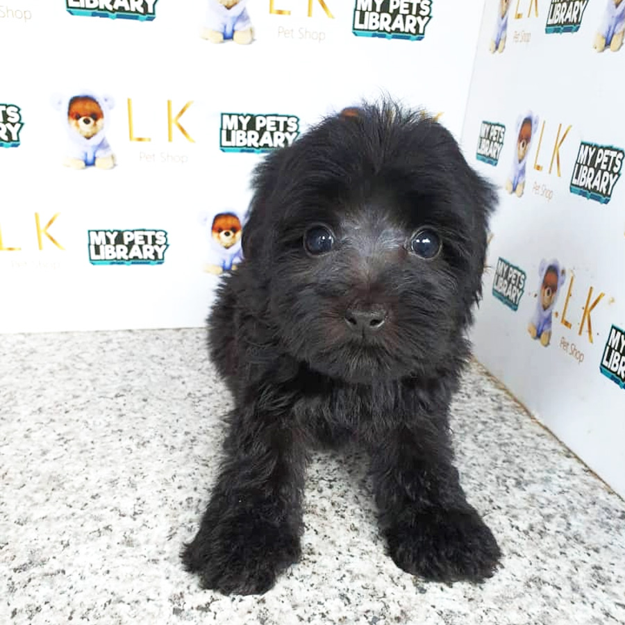 Toy Poodle Puppy (Male) For Sale