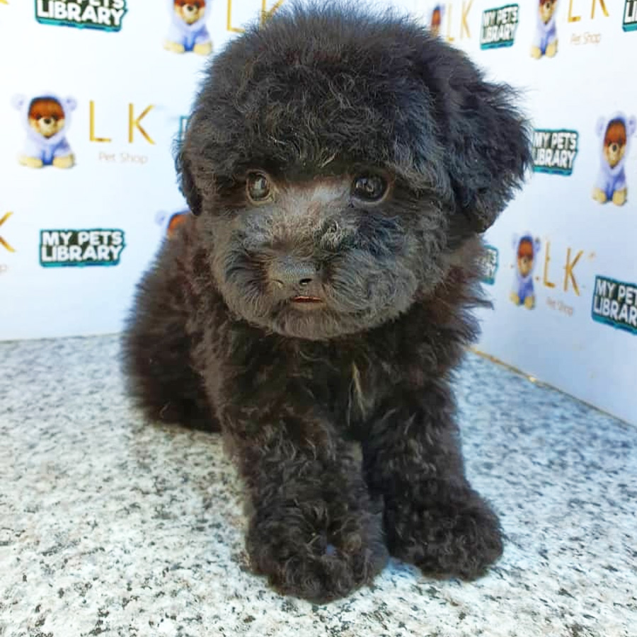 Toy Poodle Puppy (Male) For Sale