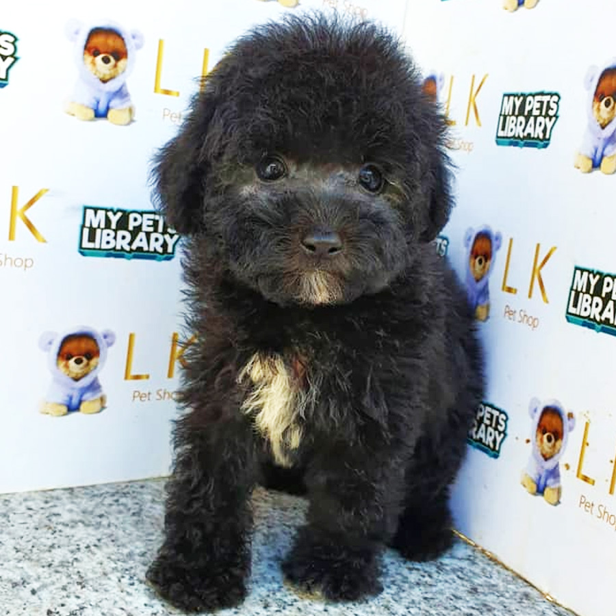 Toy Poodle Puppy (Male) For Sale