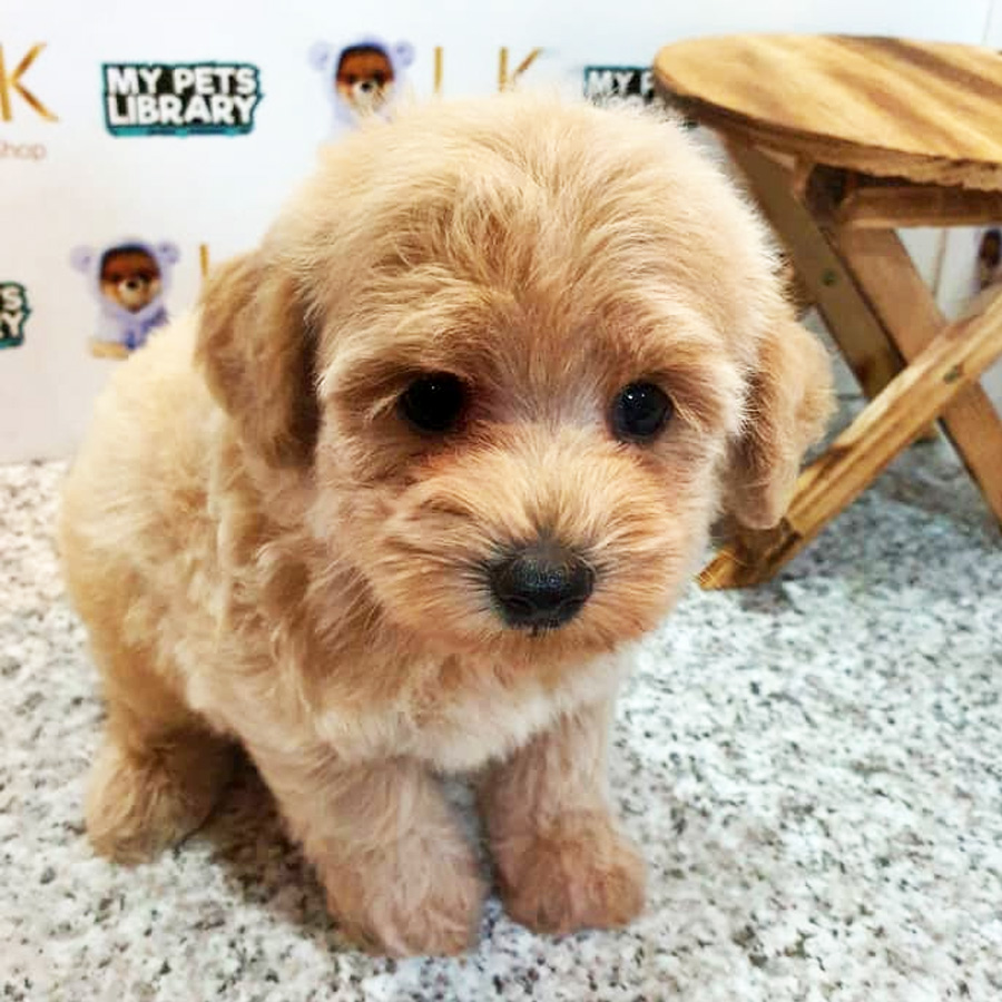 Toy Poodle Puppy (Female) For Sale