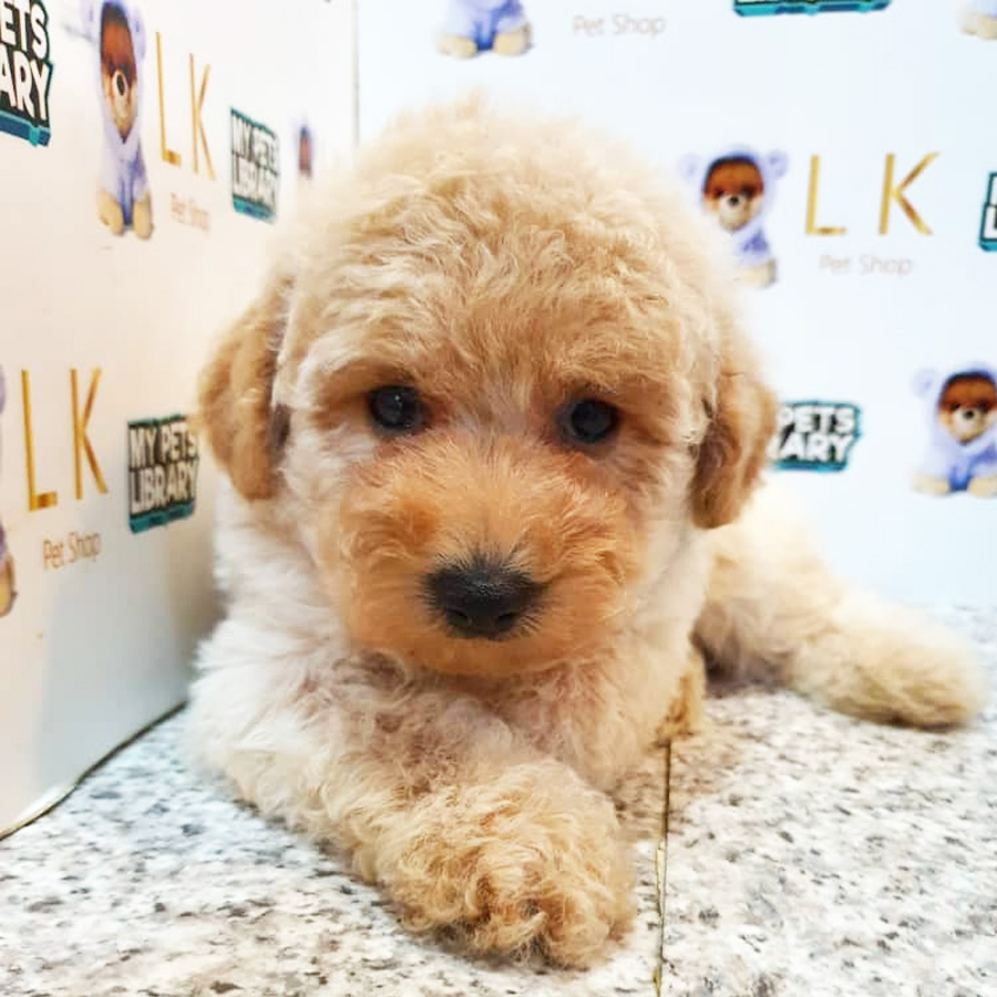 Toy Poodle Puppy (Male) For Sale