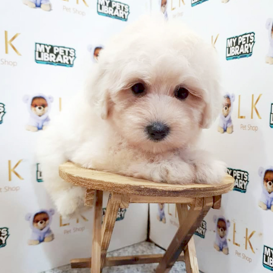 Toy Poodle Puppy (Female) For Sale