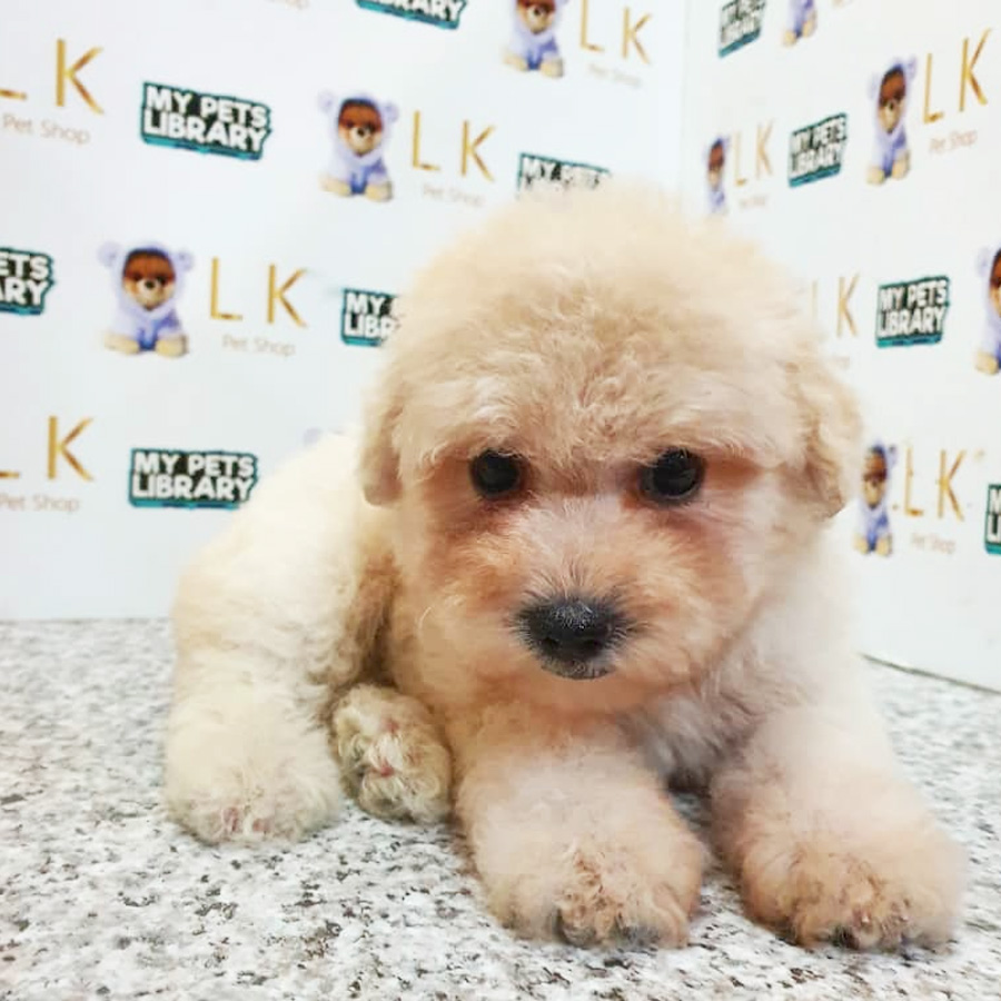 Toy Poodle Puppy (Female) For Sale