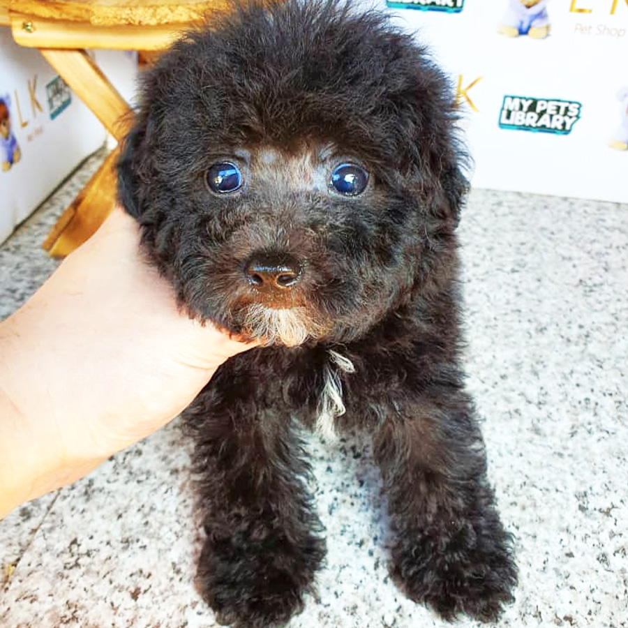 Toy Poodle Puppy (Male) For Sale