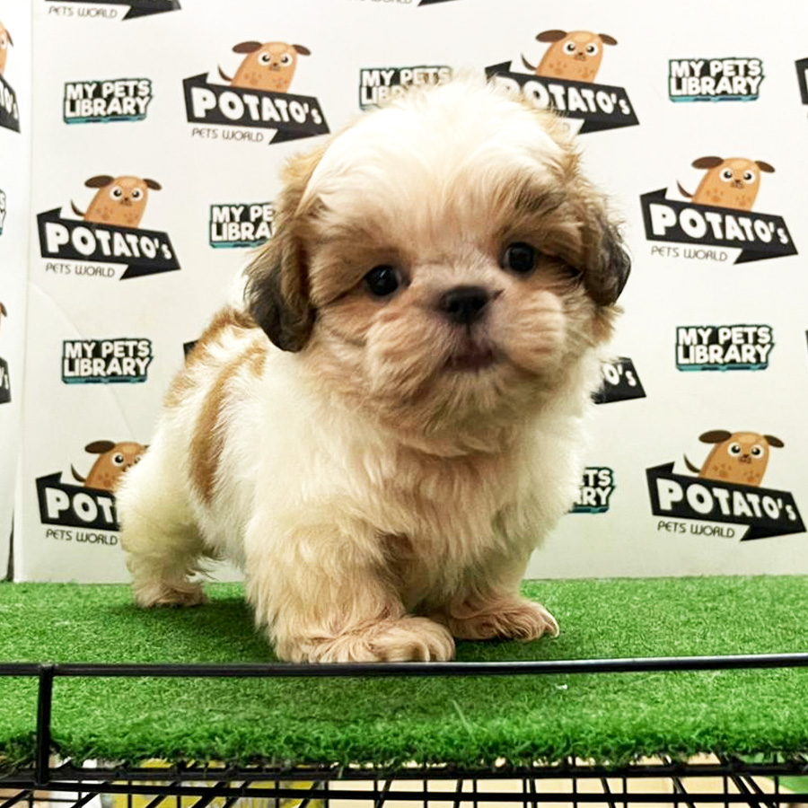 Shih Tzu Puppy (Female) For Sale