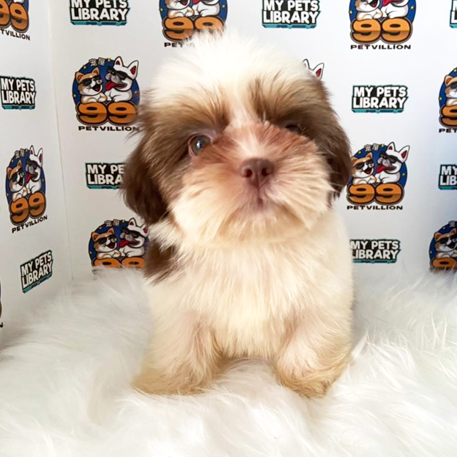 Shih Tzu Puppy (Male) For Sale