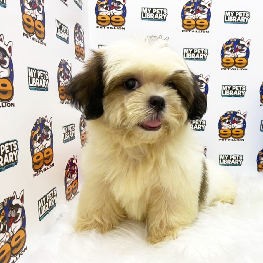 Shih Tzu Puppy (Male) For Sale