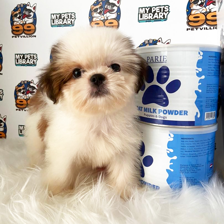 Shih Tzu Puppy (Female) For Sale
