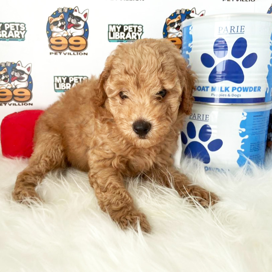 Miniature Poodle Puppy (Male) For Sale