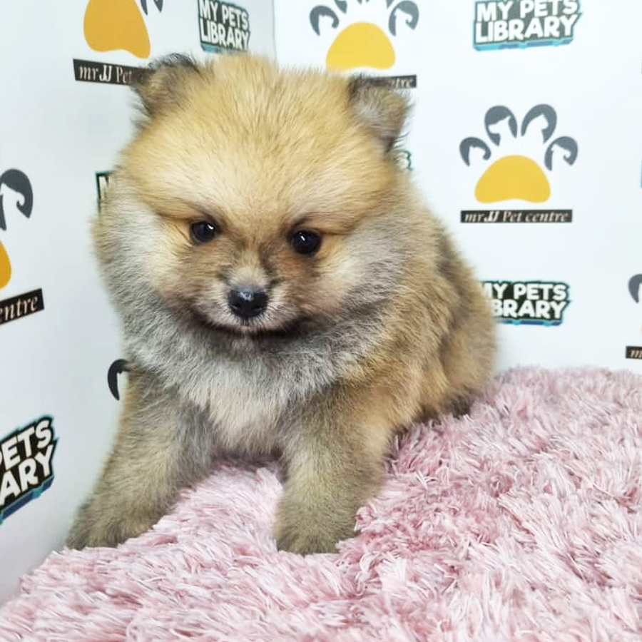 Pomeranian Puppy (Female) For Sale