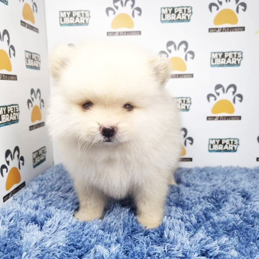 Pomeranian Puppy (Male) For Sale