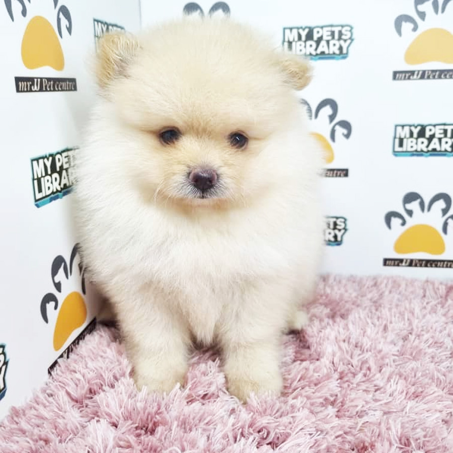 Pomeranian Puppy (Female) For Sale