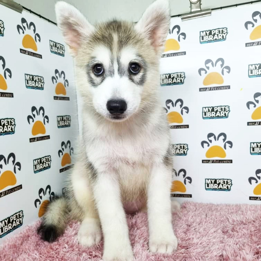 Siberian Husky Puppy (Female) For Sale
