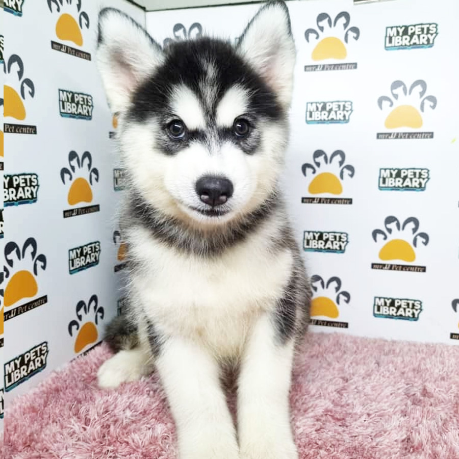 Siberian Husky Puppy (Female) For Sale