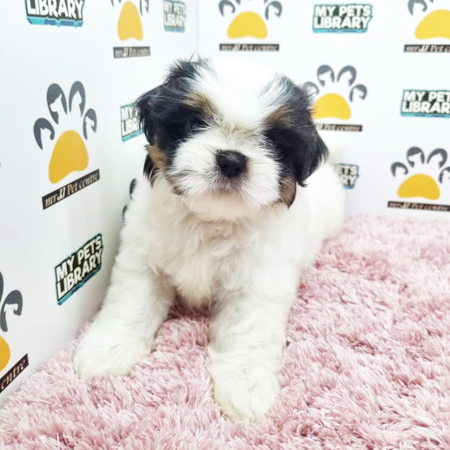 Shih Tzu Puppy (Female) For Sale