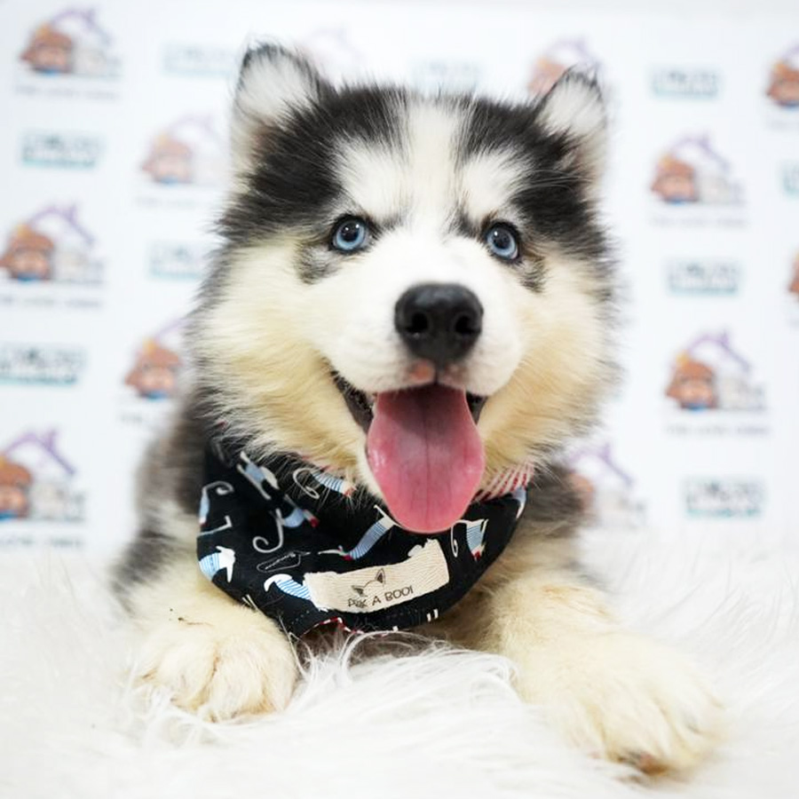 Blue Eye Wooly Husky Puppy (Male) For Sale