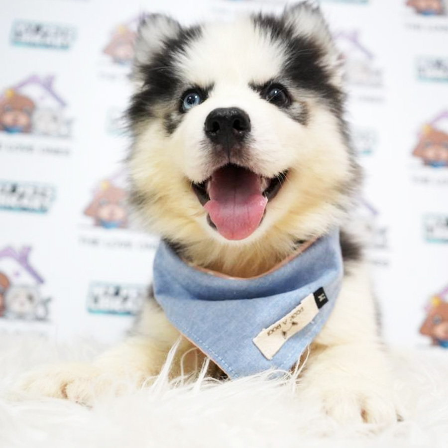 Bi Eye Wooly Husky Puppy (Female) For Sale