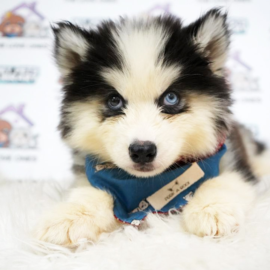Bi Eye Wooly Husky Puppy (Male) For Sale