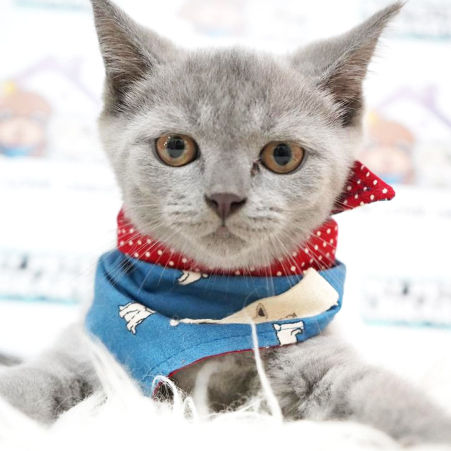 British Shorthair Kitten (Male) For Sale