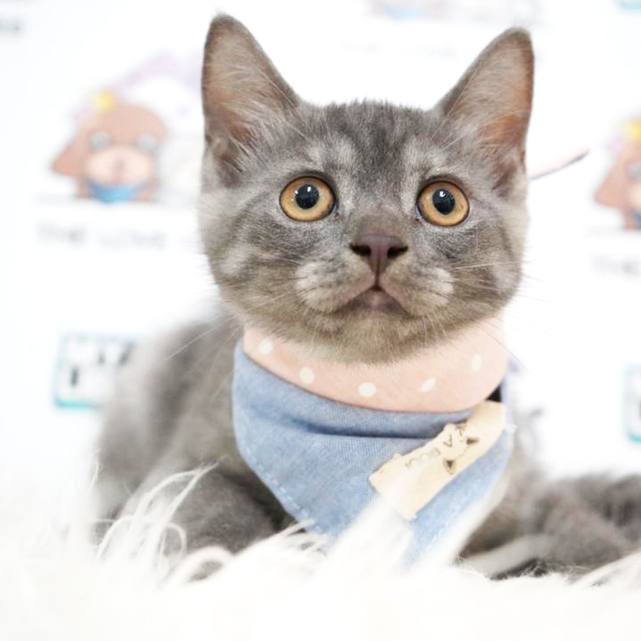 British Shorthair Kitten (Male) For Sale