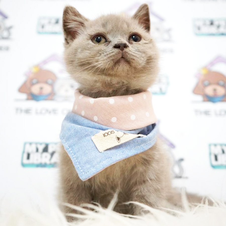 British Shorthair Kitten (Female) For Sale