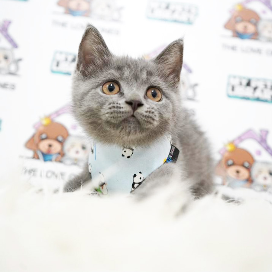British Shorthair Kitten (Male) For Sale