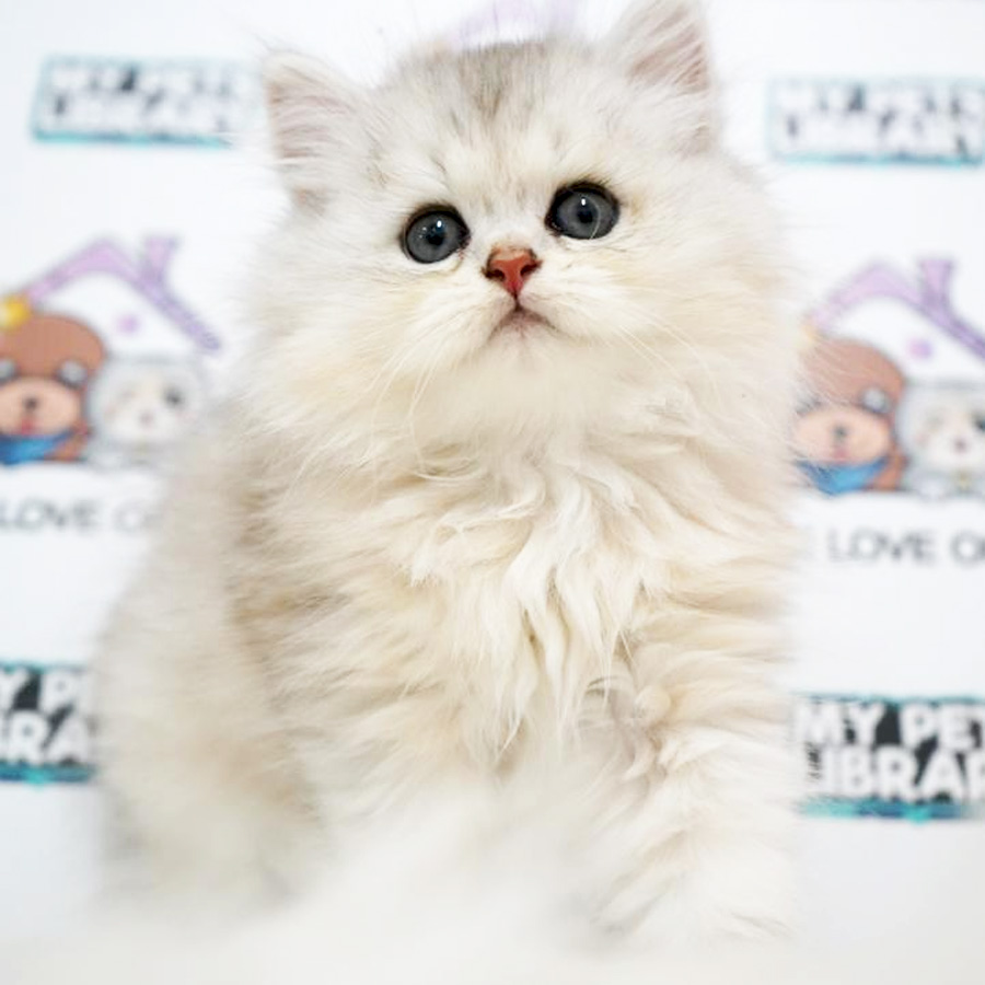 British Longhair Kitten (Male) For Sale