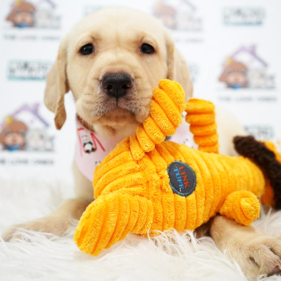 Labrador Retriever Puppy (Female) For Sale