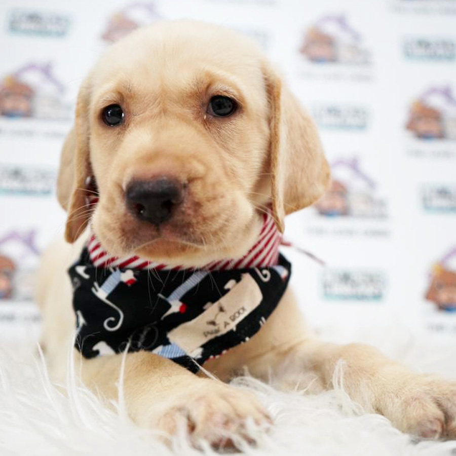 Labrador Retriever Puppy (Male) For Sale