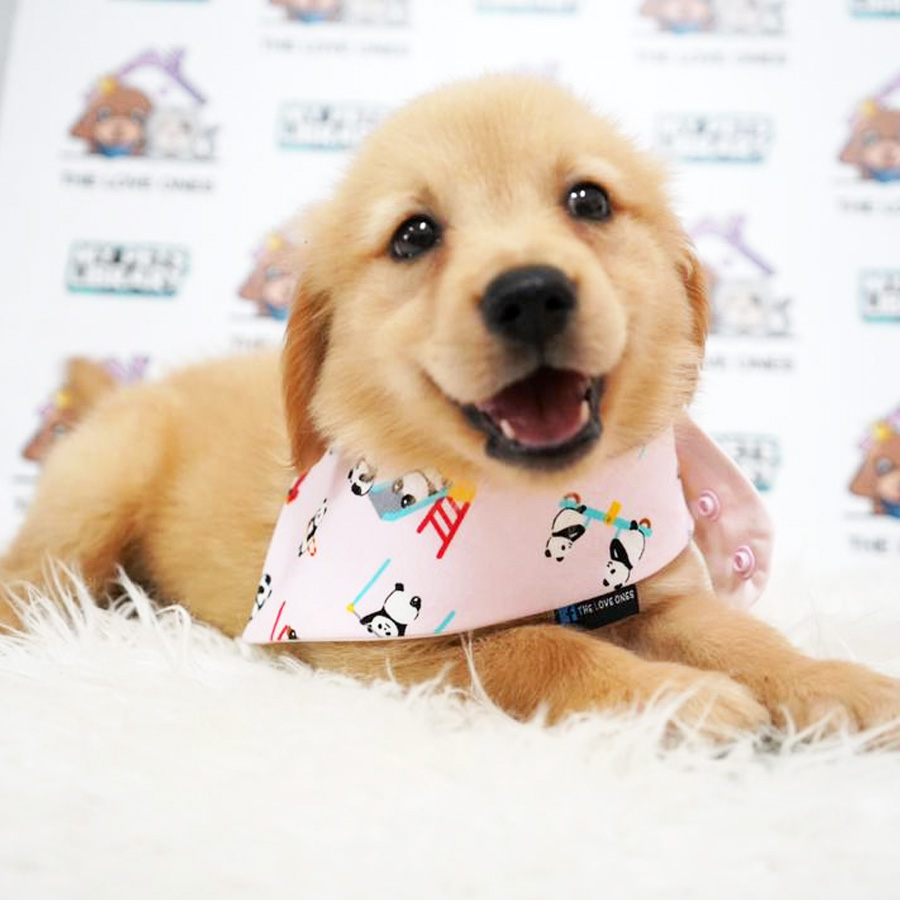 MKA Golden Retriever Puppy (Female) For Sale