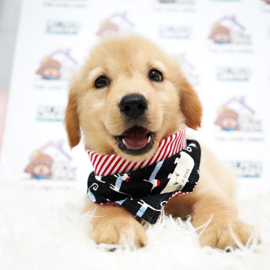 MKA Golden Retriever Puppy (Female) For Sale