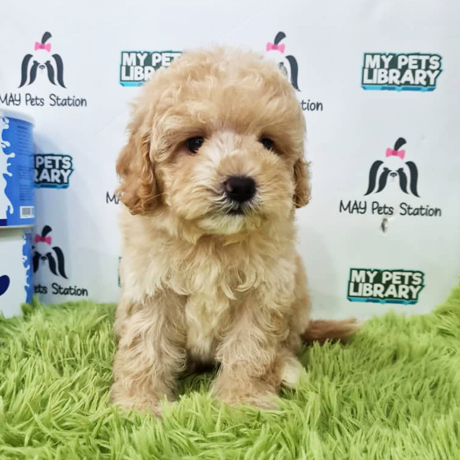 Toy Poodle Puppy (Male) For Sale