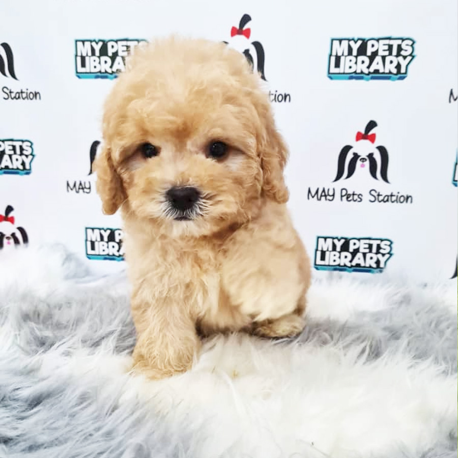 Toy Poodle Puppy (Male) For Sale