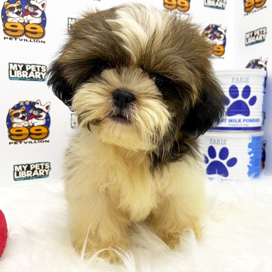 Shih Tzu Puppy (Male) For Sale