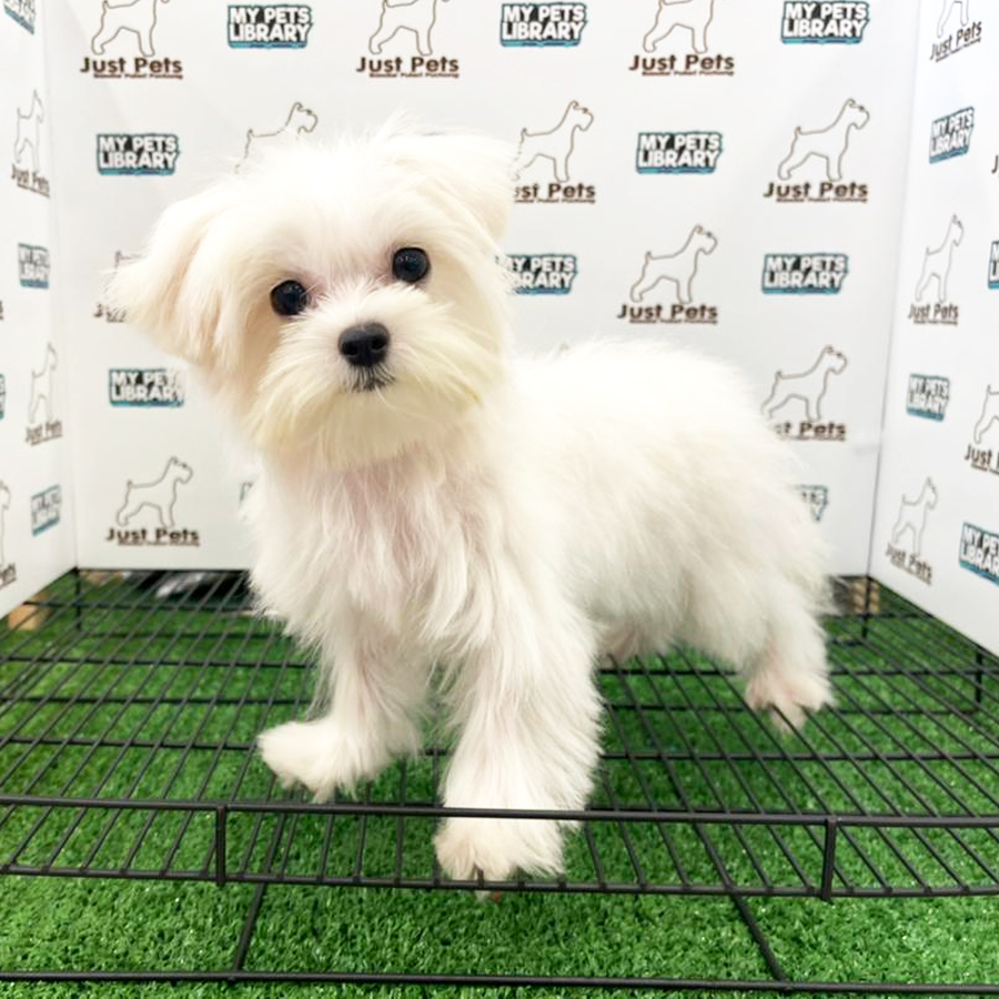 MKA Maltese Puppy (Male) For Sale