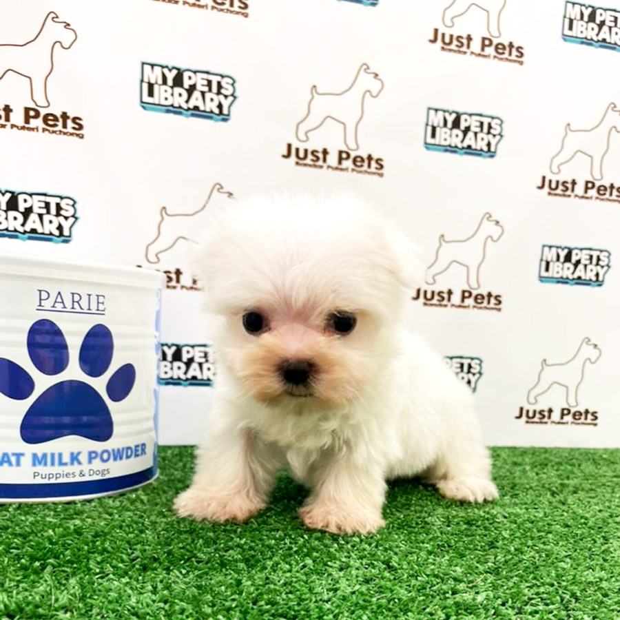 MKA Maltese Puppy (Female) For Sale