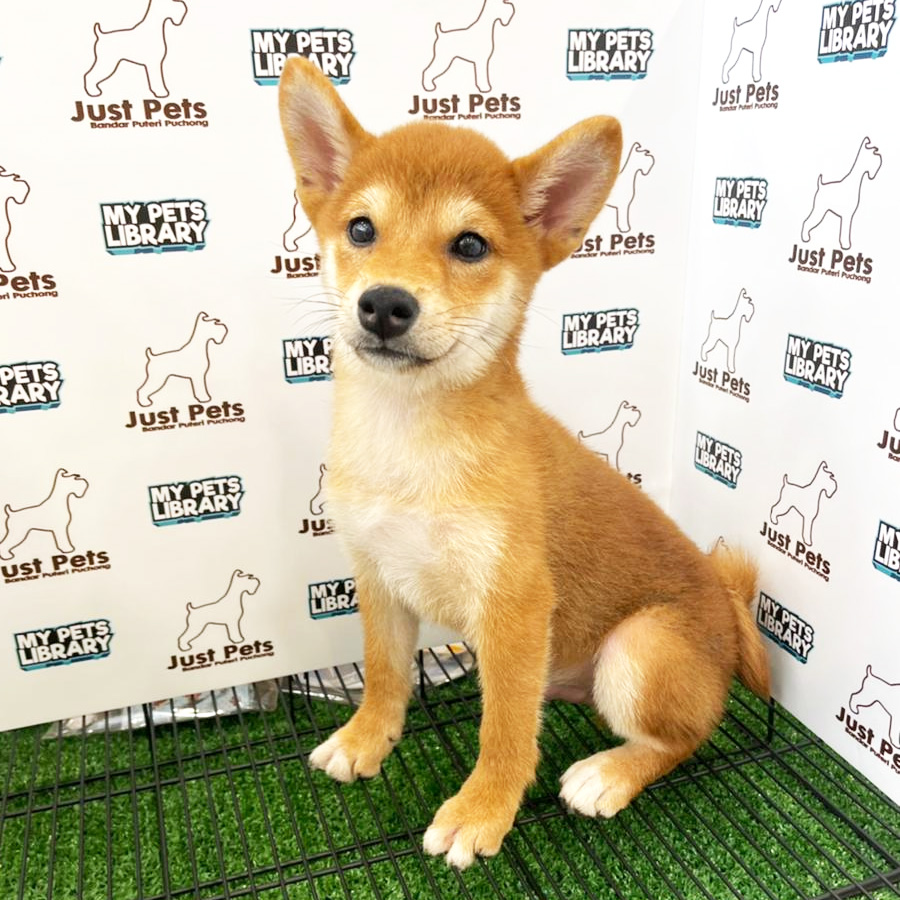 MKA Shiba Inu Puppy (Male) For Sale