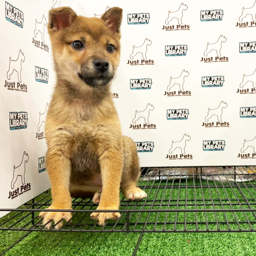 MKA Shiba Inu Puppy (Female) For Sale
