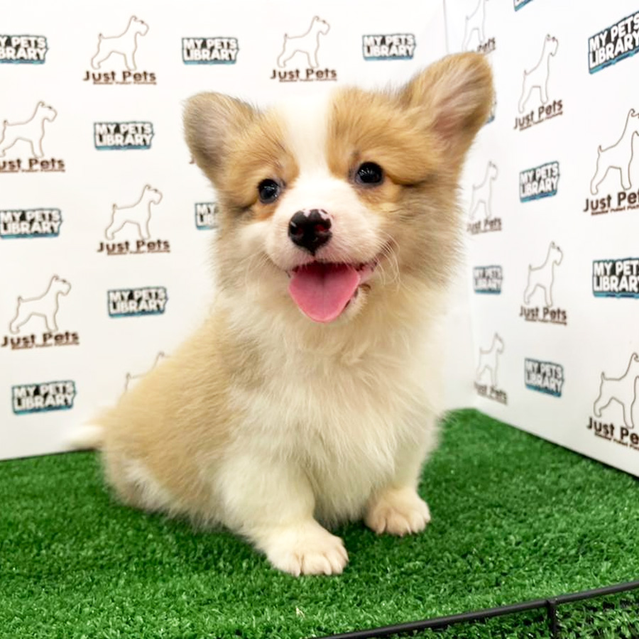 MKA Long Coat Corgi Puppy (Female) For Sale