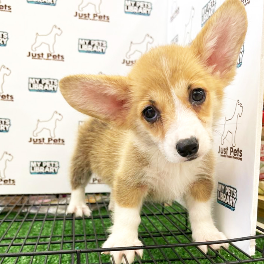 MKA Corgi Puppy (Female) For Sale