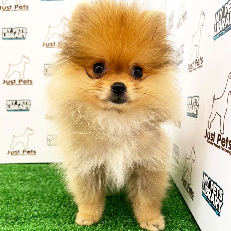 MKA Pomeranian Puppy (Male) For Sale